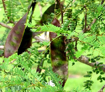 Lysiloma latisiliquum Seedpods